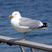 European Herring Gull